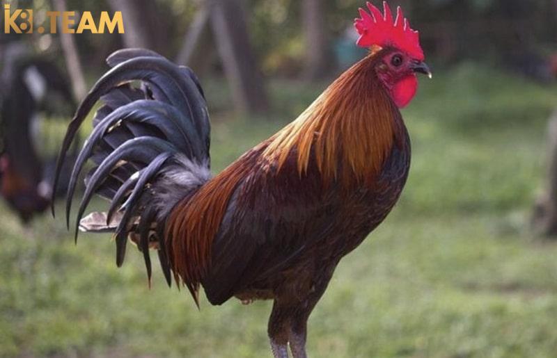 Cách nuôi gà đá tơ mà sư kê nào cũng cần biết rõ 5 Hướng dẫn cách nuôi gà đá tơ bằng cách chọn lọc lần 2