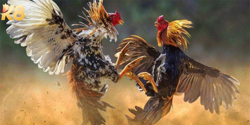 Bật mí các thông tin về đá gà cp1 hấp dẫn nhất hiện nay 7 Ưu điểm tuyệt vời có ở các trận đá gà trực tuyến cp1
