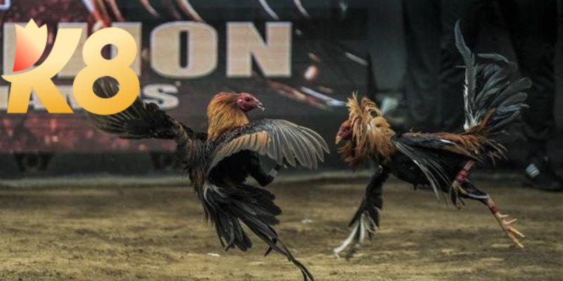 Đá gà cp2 – Đặt cược chiến kê săn ngay tiền thưởng khủng 9 3 lưu ý quan trọng khi tham cá cược đá gà trực tuyến