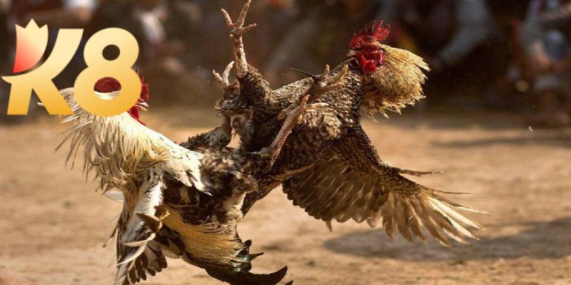 Đá gà cp2 – Đặt cược chiến kê săn ngay tiền thưởng khủng 7 Đa dạng các thể loại đáp ứng nhu cầu của khách hàng