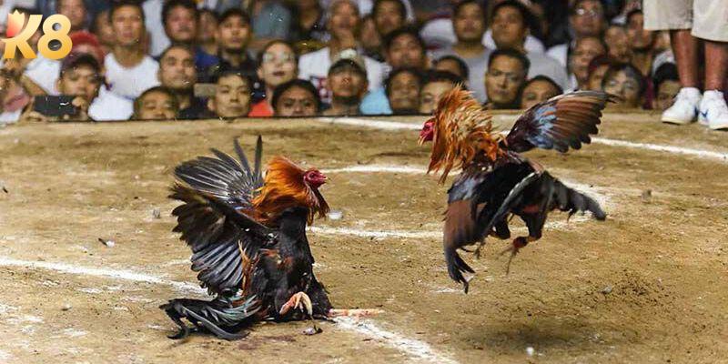 Đá gà cp3 –Hình thức cá cược đổi thưởng đỉnh cao tại nhà cái K8 6 Sơ lược các thông tin mới nhất về đá gà cp3