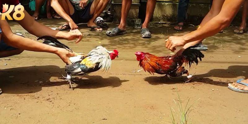 Bật mí các thông tin về đá gà cp1 hấp dẫn nhất hiện nay 5 Sơ lược thông tin cơ bản về đá gà cp1
