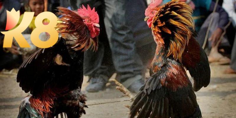 Đá gà cp2 – Đặt cược chiến kê săn ngay tiền thưởng khủng 6 Sơ lược thông tin về đá gà cp2