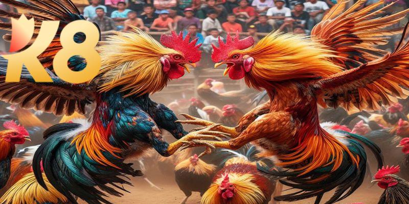 Đá gà cp2 – Đặt cược chiến kê săn ngay tiền thưởng khủng 8 Ưu điểm vượt trội có ở thể loại đá gà cp2
